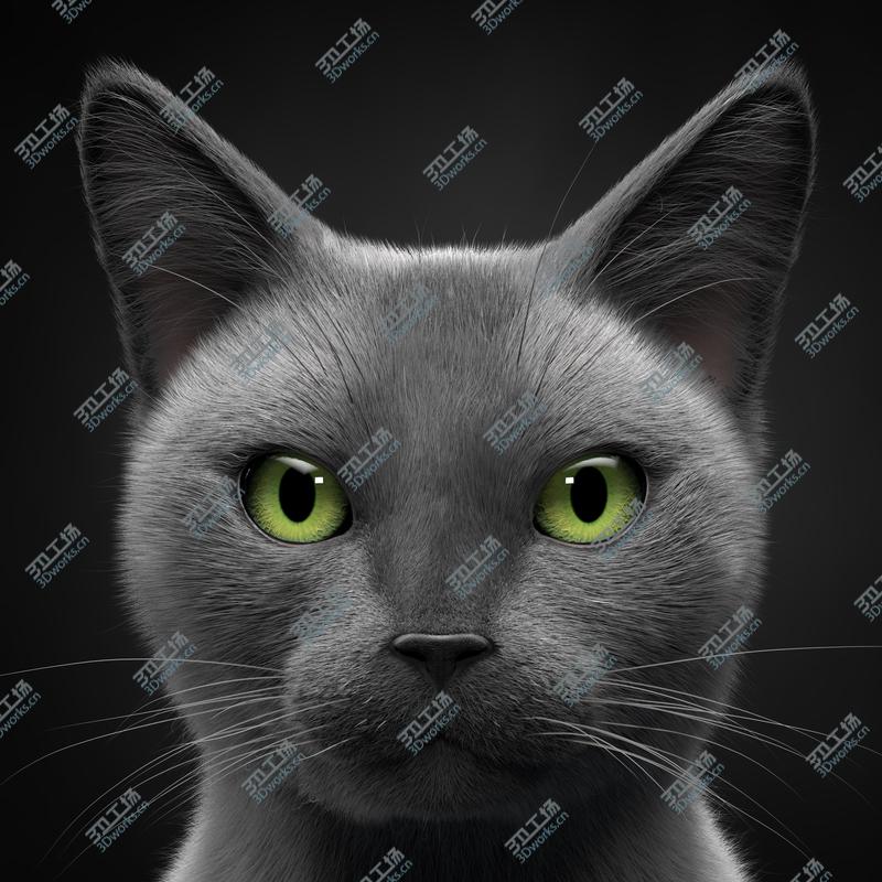 images/goods_img/202105074/Cat Grey v1 3D model/2.jpg